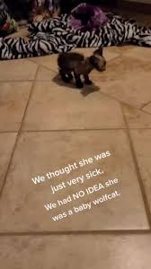 Browse the user profile and get inspired. Wolfcat Werecat Lykoi Catsoftiktok Viral Fyp