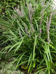 One of the easiest flowers to grow in florida, pentas blooms nonstop a useful tip for you on best flowers for florida sun: The Best Low Maintenance Plants For Your Landscape Diy
