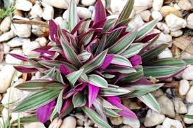 Maybe you would like to learn more about one of these? Harga Tanaman Adam Hawa Rheo Discolor Hanya Rp 2 000 Sinox Nursery