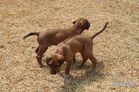 .sale in south africa near you. Rhodesian Ridgeback Puppy Dogs Puppies For Sale In Johannesburg Gauteng Africada Com Mobile 13332