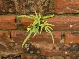 Image result for Pteris