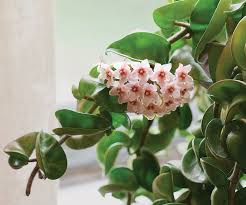 Maybe you would like to learn more about one of these? Making Scents Of Houseplants Finegardening