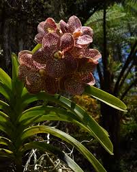 Image result for Lippia woodii