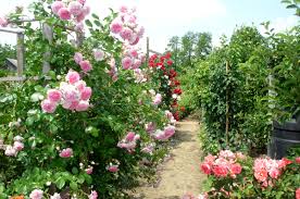 Trandafirii de dulceata reprezinta o cultura mai putin cunoscuta la noi in tara dar cu o capacitate mare de dezvoltare. Ghid Simplu Èi CuprinzÄtor De Ingrijire A Trandafirilor Martie Noiembrie Paradis Verde