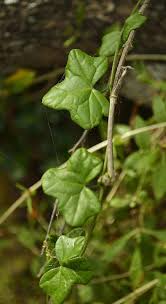 Image result for Kedrostis nana