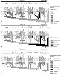Image result for Courtoisina assimilis