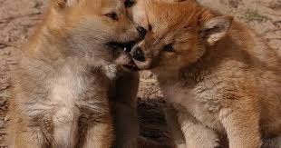 These Dingo Pups Australia Animals Deadly Animals Australian Animals