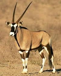 Maybe Some Type Of Giselle Africa Animals African Animals Animals