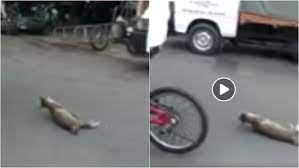 Kumpulan gambar kucing terlengkap paling imut lucu terbaru buat wallpaper berbagai jenis gambar yang sangat menggemaskan untuk semua orang. Video Tergamaknya Heret Kucing Dengan Basikal