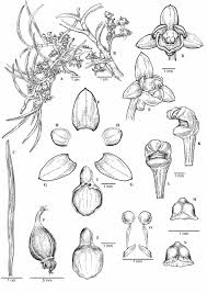 Image result for Liparis deistelii