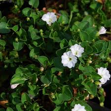 Image result for Falkia