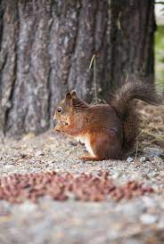 How To Get Rid Of Squirrels Hunker Get Rid Of Squirrels Squirrel Garden Pests