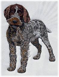 Image result for český fousek stavba těla