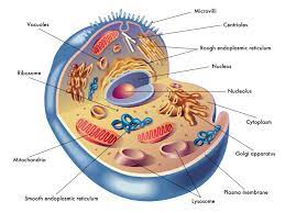 Through the microscope, the nucleolus looks like a large dark spot within the nucleus. Anatomy Of An Animal Cell Anatomy Drawing Diagram