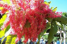 Image result for Triplaris americana