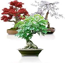 Whether you are creating a traditional japanese zen garden or putting a modern twist on. Amazon Com Japanese Plants