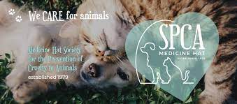 Medicine Hat Spca Home Facebook