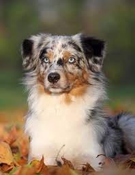Australia, formally the commonwealth of australia, is a country and sovereign state in the southern hemisphere, located in oceania.its capital city is canberra, and its largest city is sydney. Berger Australien Caractere Alimentation Sante Prix Race De Chien