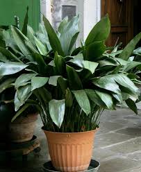 Check spelling or type a new query. 10 Houseplants That Are Poisonous To Your Dog And Safe Alternatives This Dogs Life