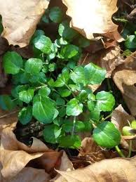 Image result for Aeollanthus suaveolens