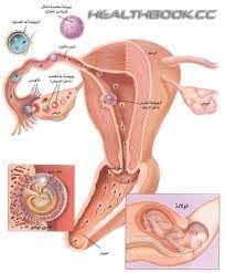الرحم المائل للخلف المقلوب كما يسميه منتدى الطب البديل و الأعشاب الطبية Facebook