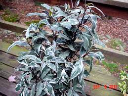 Image result for Pseuderanthemum