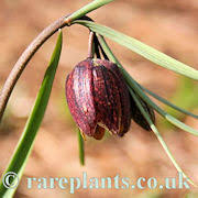 Image result for Ammocharis tinneana