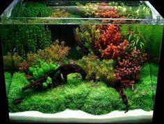 Ulasan berbelanja rumput aquascape online di tokopedia. 370 Ide Aquascape Akuarium Aquarium Air Tawar Ikan Akuarium