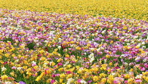 Maybe you would like to learn more about one of these? Fresia Field Of Flowers Lots Free Photo On Pixabay