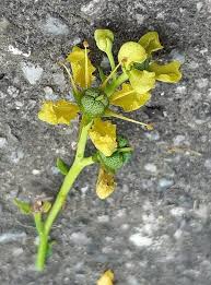 Image result for Ruta graveolens