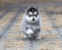 I passed on a number of litters before deciding on our puppy. Available Pomsky Pristine Puppies