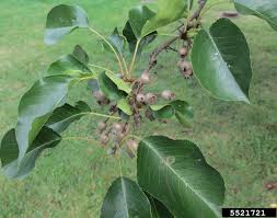 We did not find results for: Bradford Pear Reconnecting To Our Waterways