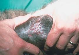 Image result for Feline Miliary Dermatitis