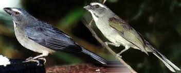 Canto De Trinca Ferro No Mato Clube Do Criador Trinca Ferro Saltator Similis Passaros Passaros Silvestres Passaros Brasileiros