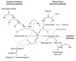 The synthesis of these proteins involves the conversion of reduced vitamin k to its epoxide. Warfarin The Definitive Guide Tl Dr Pharmacy