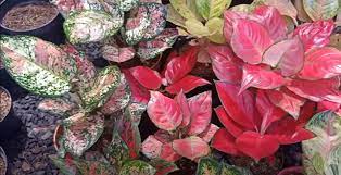 Mengenal tanaman rambat, hiasan rumah alami. 6 Tanaman Hias Bunga Yang Cocok Untuk Rumah Minimalis Terlihat Fresh Dan Ramah Lingkungan Portal Jember