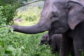 Maybe you would like to learn more about one of these? Study Finds Elephants Plant Trees Play Big Role In Forest Structure