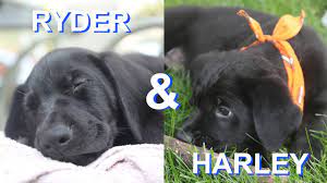 Black german shepherd and lab mix puppies. Two Black Lab German Shepherds Mix Puppies Youtube