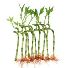 I can't believe i was lucky enough to not only stumble upon it, but live nearby so i can make frequent trips. Amazon Com 10 Stalks Of 8 Inches Spiral Lucky Bamboo Garden Outdoor