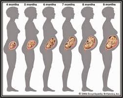 Apabila kandungan anda memasuki usia 4 bulan, kedudukan bayi anda masih lagi dalam keadaan kepala di atas dan kaki di bawah. Taman Anak Gambar Bayi Hamil 2 Bulan
