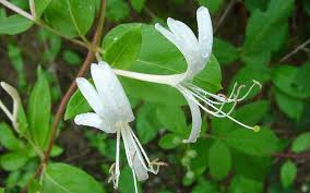 Honeysuckle is a progressive folk act that blends older influences and traditional instrumentation with modern effects and inspiration. Japanese Morrow S Hybrid Honeysuckle Invasive Species Program Nebraska