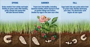 Image result