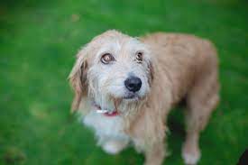 Constipation In Dogs And How To Treat It