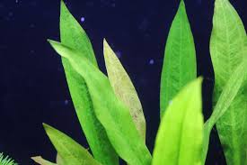 16 植栽から16日目 水上葉が枯れだした アマゾンソード 水草動画ブログ