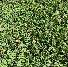 Augustine decline is a lawn disease found only along the gulf coast of the united states where nonresistant species of st. St Augustine Grass How To Grow St Augustine In Southern Lawns
