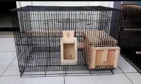 Cara ternak burung kacer untuk pemula. Gambaran Sederhana Cara Ternak Burung Lovebird Bagi Pemula Baca Di Sini Hobi Burung Burung