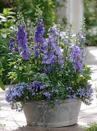 Gap Gardens Delphinium Elatum Magic Fountain Blue Campanula Persicifolia Campanula Portenschlagiana In Old T Container Gardening Container Flowers Plants
