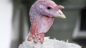 That should fill in more than 10 guests for the night. Ahead Of Thanksgiving Obama To Pardon Another Turkey The Strange Truth Behind The Odd Event Npr