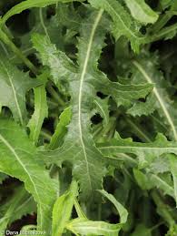 Image result for Sonchus schweinfurthii