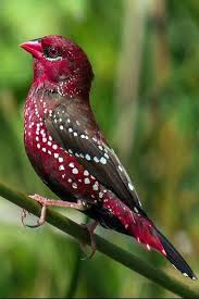 American Rosefinch Rengarenk Kuslar Guzel Kuslar Kus Resimleri